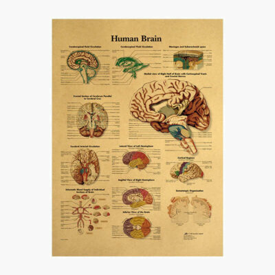Poster Anatomia e Trurit