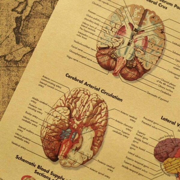 Poster Anatomia e Trurit