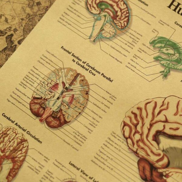 Poster Anatomia e Trurit