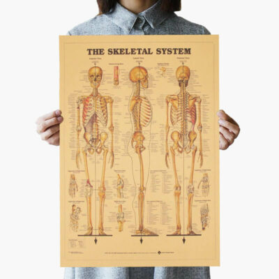 Poster Sistemi Skeletor